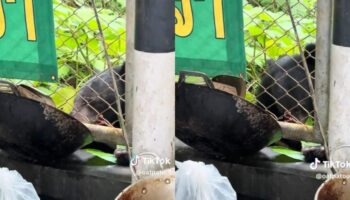 Голодный медведь шокирует посетителей ресторана в национальном парке Као Яй