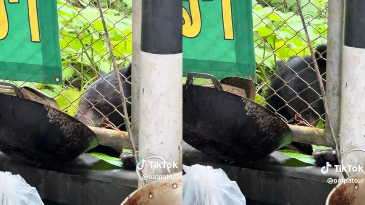 Голодный медведь шокирует посетителей ресторана в национальном парке Као Яй