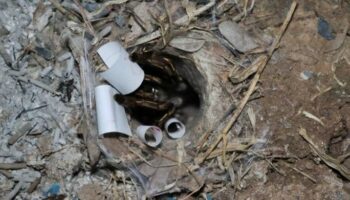 Гравцы плетут паутину надежды в храме Анг Тонг по подсказке о тарзанах