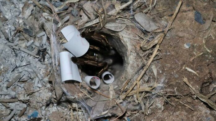 Гравцы плетут паутину надежды в храме Анг Тонг по подсказке о тарзанах