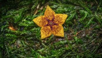 Давным-давно потерянное растение «Лесная морская звезда» поражает ученых в Таиланде