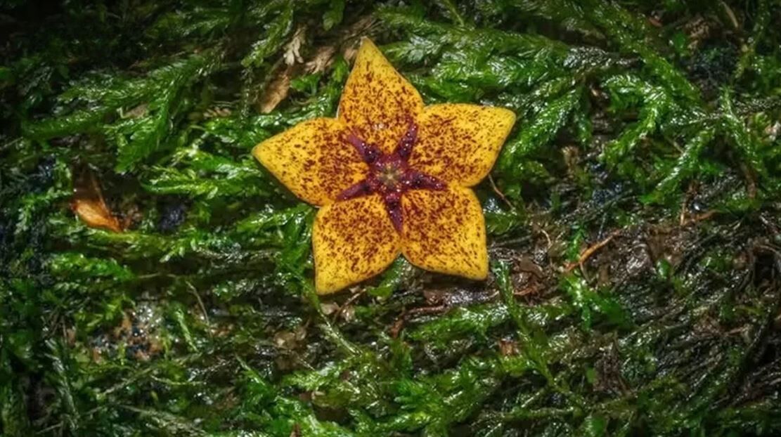 Давным-давно потерянное растение «Лесная морская звезда» поражает ученых в Таиланде