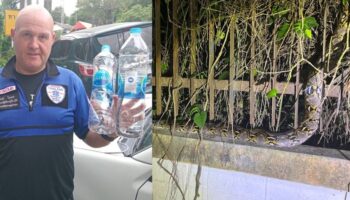 Дождливые дни обеспечили змееловов работой