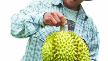 Дуриановая мания в Китае способствует буму технологичного сельского хозяйства в Таиланде