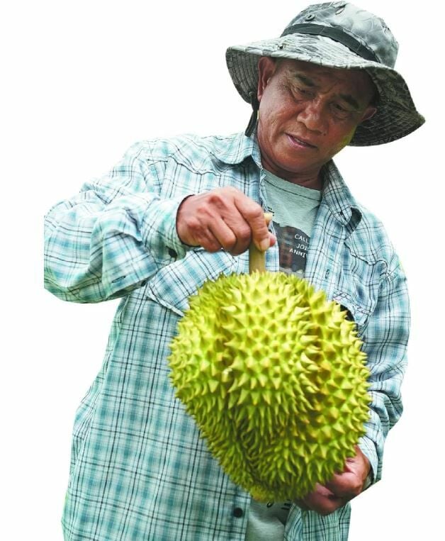 Дуриановая мания в Китае способствует буму технологичного сельского хозяйства в Таиланде