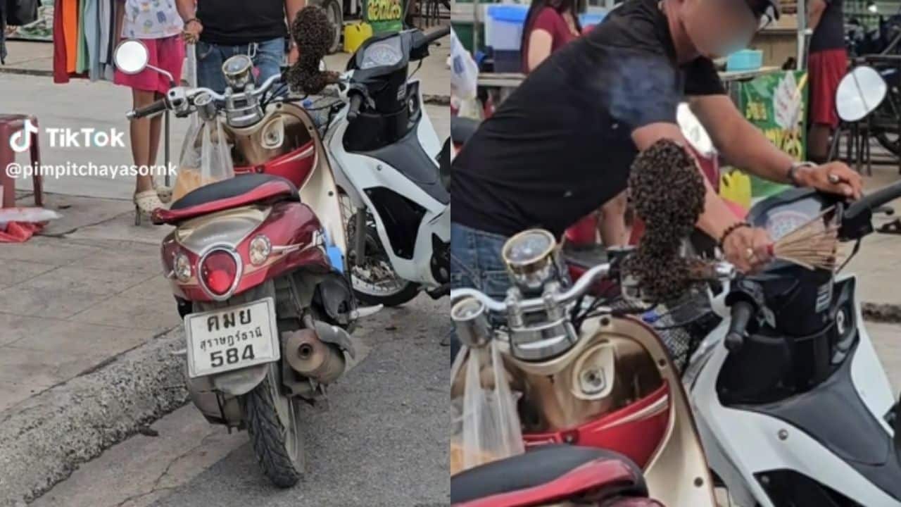 Жужжание: Видеоролик тайского мотоциклиста с пчелами на TikTok вызывает лотерейную лихорадку