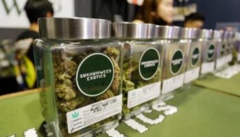 Запах марихуаны отпугивает туристов, утверждает депутат Пхукета