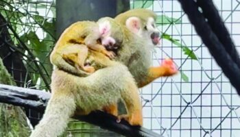 Зоопарк Чонбури встречает приплод беличьих обезьян