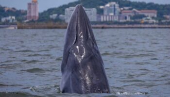 Киты Брайда радуют туристов на пляже Банг Сэйн, Чонбури