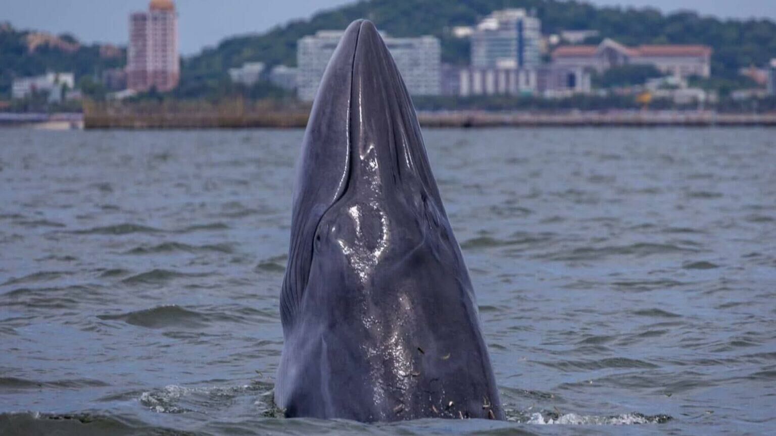 Киты Брайда радуют туристов на пляже Банг Сэйн, Чонбури