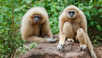 Контрабанда гиббонов из Бангкока разоблачена в аэропорту Ченнаи в Индии