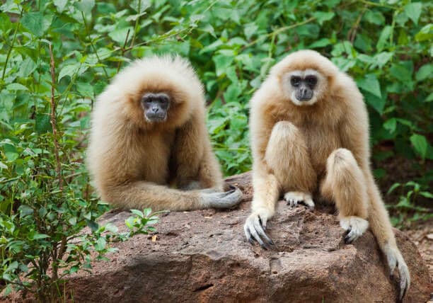 Контрабанда гиббонов из Бангкока разоблачена в аэропорту Ченнаи в Индии