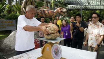 Королевский орех: Редкий улов Coco de Mer устанавливает глобальный рекорд в Паттайе
