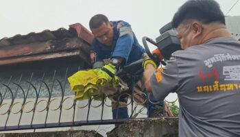 Кот, застрявший на заборе, вызывает спасательную операцию в Удонтхане