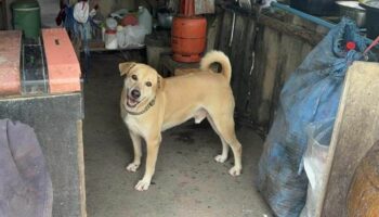 Лапы и плата: Собака стала кассиром в закусочной в Анг Тонге (видео)