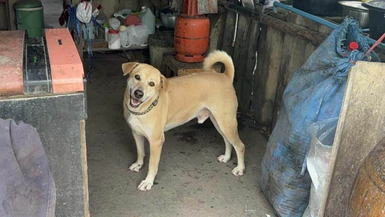 Лапы и плата: Собака стала кассиром в закусочной в Анг Тонге (видео)