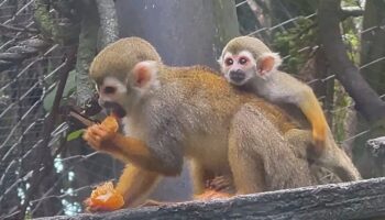 Малыш-м monkey boom радует посетителей зоопарка Чонбури