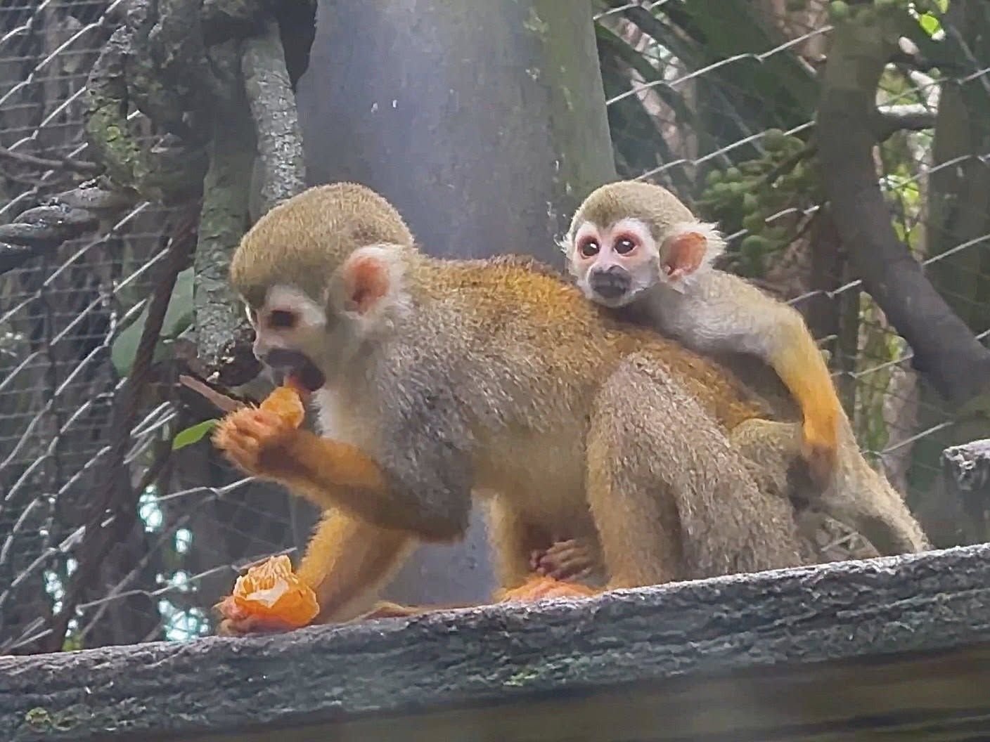 Малыш-м monkey boom радует посетителей зоопарка Чонбури