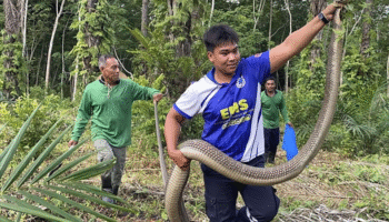 Мужчины наткнулись на гигантскую королевскую кобру во время кошения травы в Транге — «У нас по коже пробежали мурашки, когда она вышла»