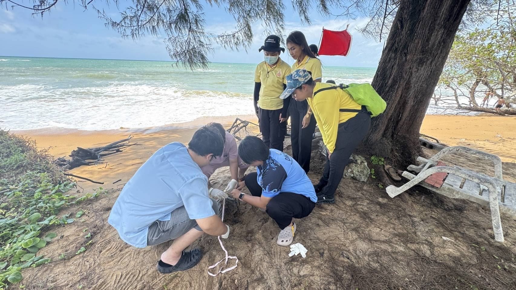 На пляже Пханг Нга найдена мертвая черепаха, что вызвало опасения по поводу загрязнения