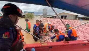 Наводненная ферма в Чианг Рае вызывает драматическое спасение свиней (видео)