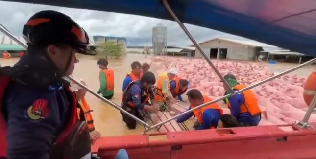 Наводненная ферма в Чианг Рае вызывает драматическое спасение свиней (видео)