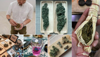 Новая карьера: «Бадтендер» Опытный продавец каннабиса