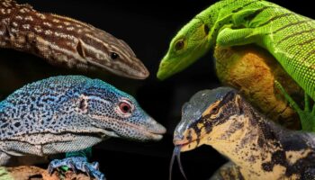 От вредителей до батов: вараны Таиланда собираются заработать целое состояние