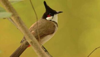 План снять с листинга певчую птичку вызывает беспокойство у тайских защитников природы