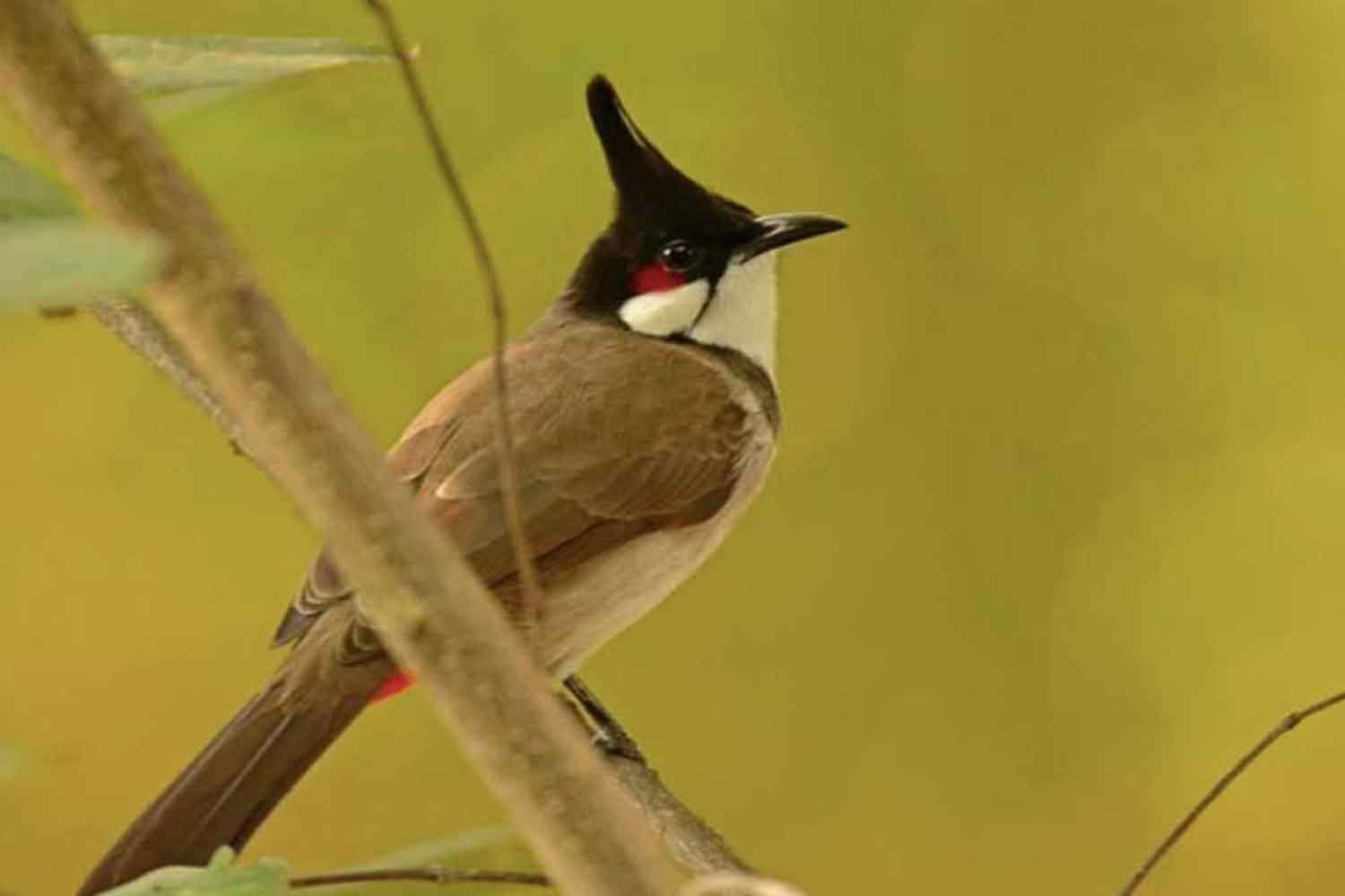 План снять с листинга певчую птичку вызывает беспокойство у тайских защитников природы