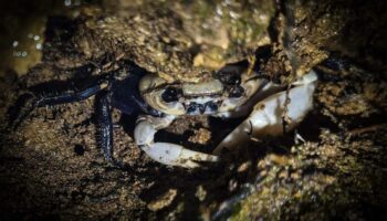 Природный сюрприз: Редкий краб-панда замечен в национальном парке Тайланда