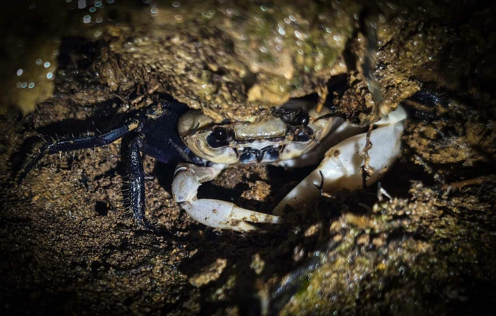 Природный сюрприз: Редкий краб-панда замечен в национальном парке Тайланда