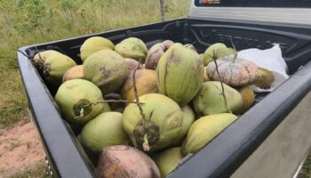 Псих ненормальный пойман! Нарушитель кокосов пойман, прячась в патче маниоки