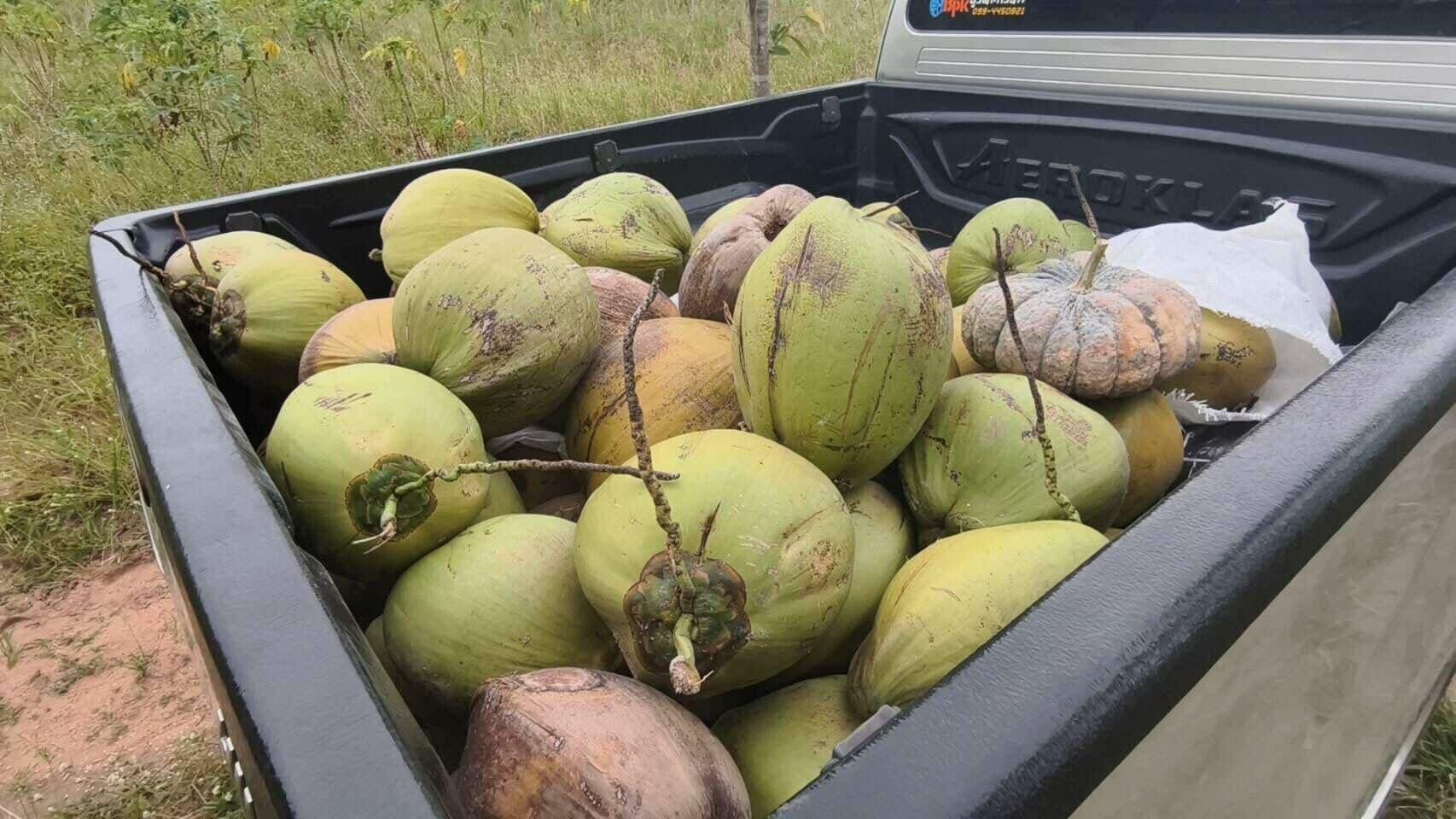 Псих ненормальный пойман! Нарушитель кокосов пойман, прячась в патче маниоки