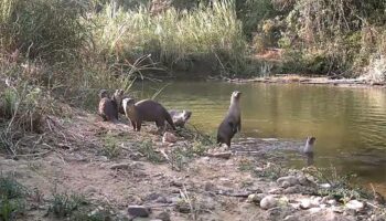 Редкие дикие животные запечатлены в национальном парке Кэнг Крачан