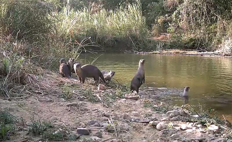 Редкие дикие животные запечатлены в национальном парке Кэнг Крачан