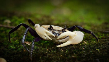 Редкий краб-панда замечен в западном тайском лесу