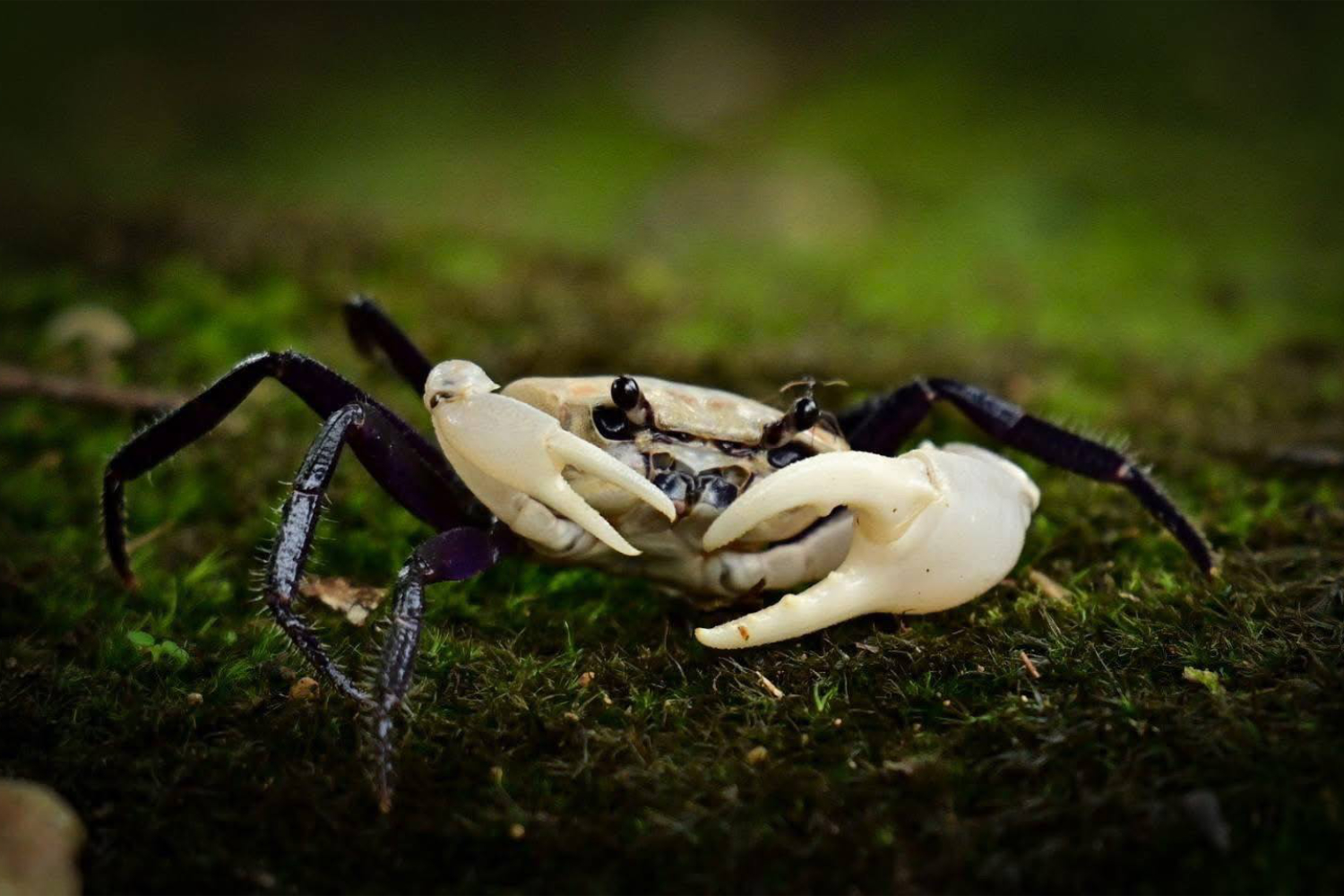 Редкий краб-панда замечен в западном тайском лесу
