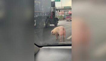 Сбежавшая свинья вызывает хаос на дороге Рама II (видео)