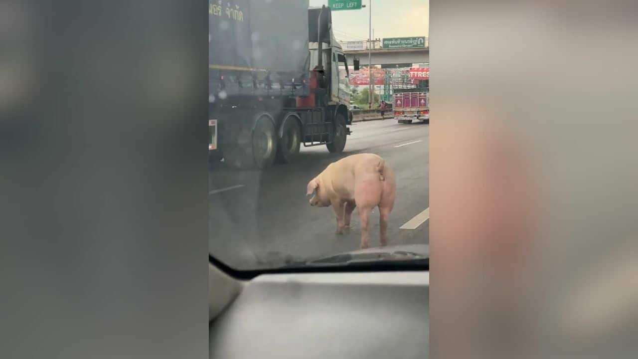 Сбежавшая свинья вызывает хаос на дороге Рама II (видео)