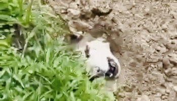 Сибирский хаски спасен после того, как его закопали заживо на Пхукете