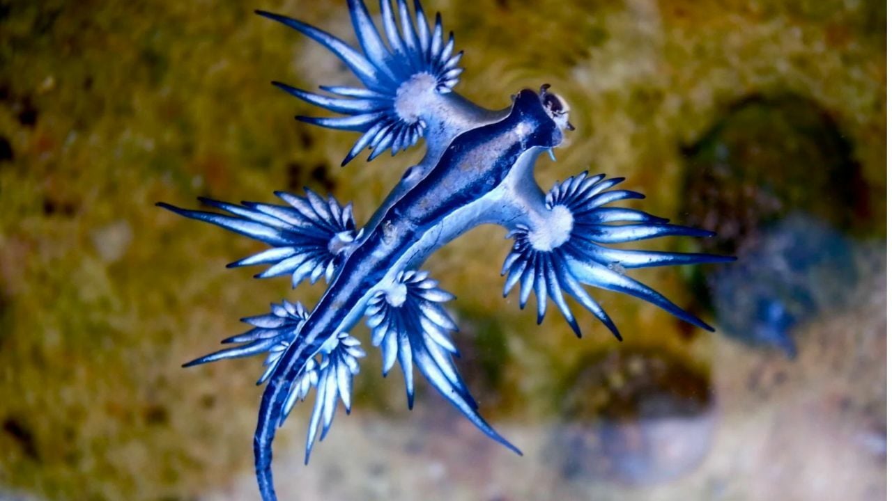 Синее убийство: Смертоносный морской дракон вновь появился у побережья Пхукета (видео)