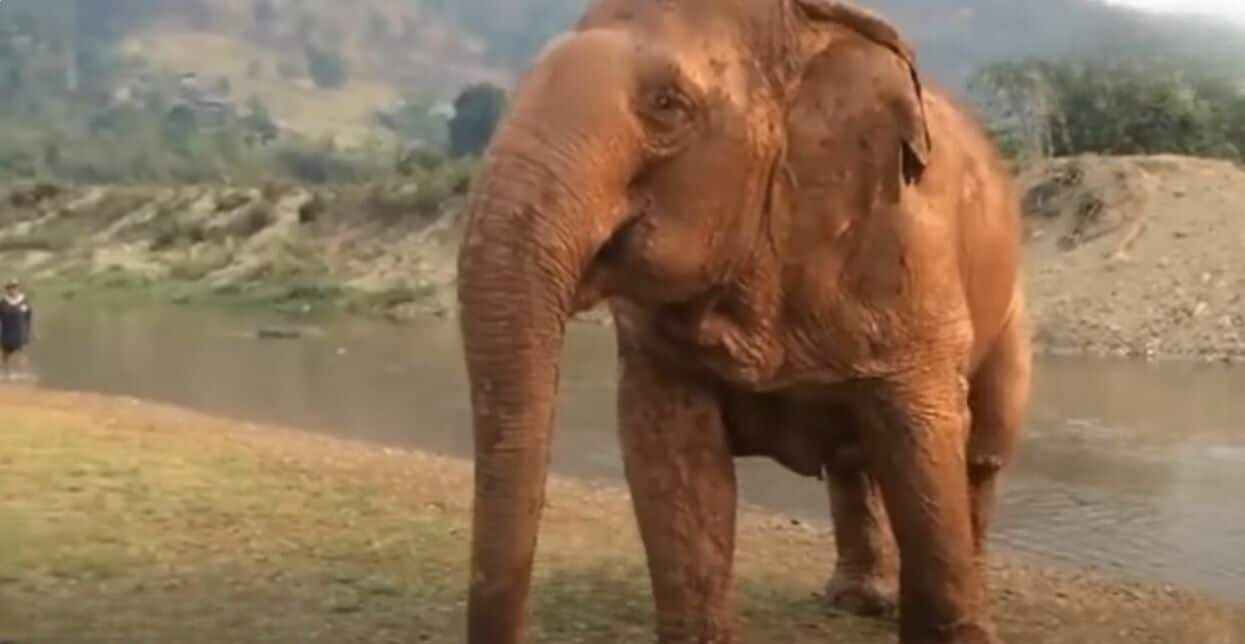 Слепой слон Таиланда становится любящей бабушкой в санатории (видео)