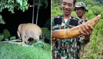 Слон теряет бивень в битве у национального парка Кхао Яй