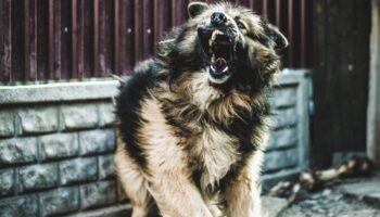 Смертность от бешенства в Таиланде утроилась, при этом основным источником являются собаки.