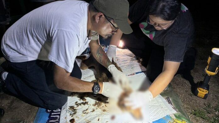 Собак на привязи спасли в спасательной операции под руководством монахов в Лампане