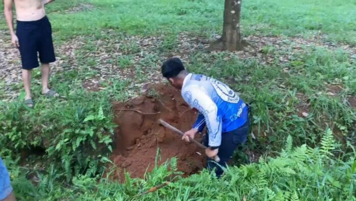 Спасатель поймал гигантскую королевскую кобру в дуриановом саду Транга