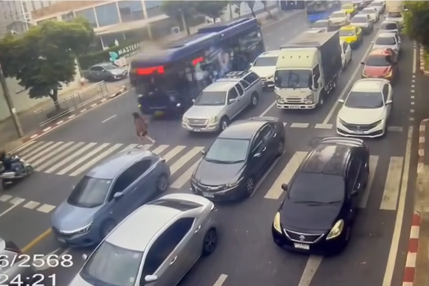 Студент сбит автобусом, пока переходил по зебре