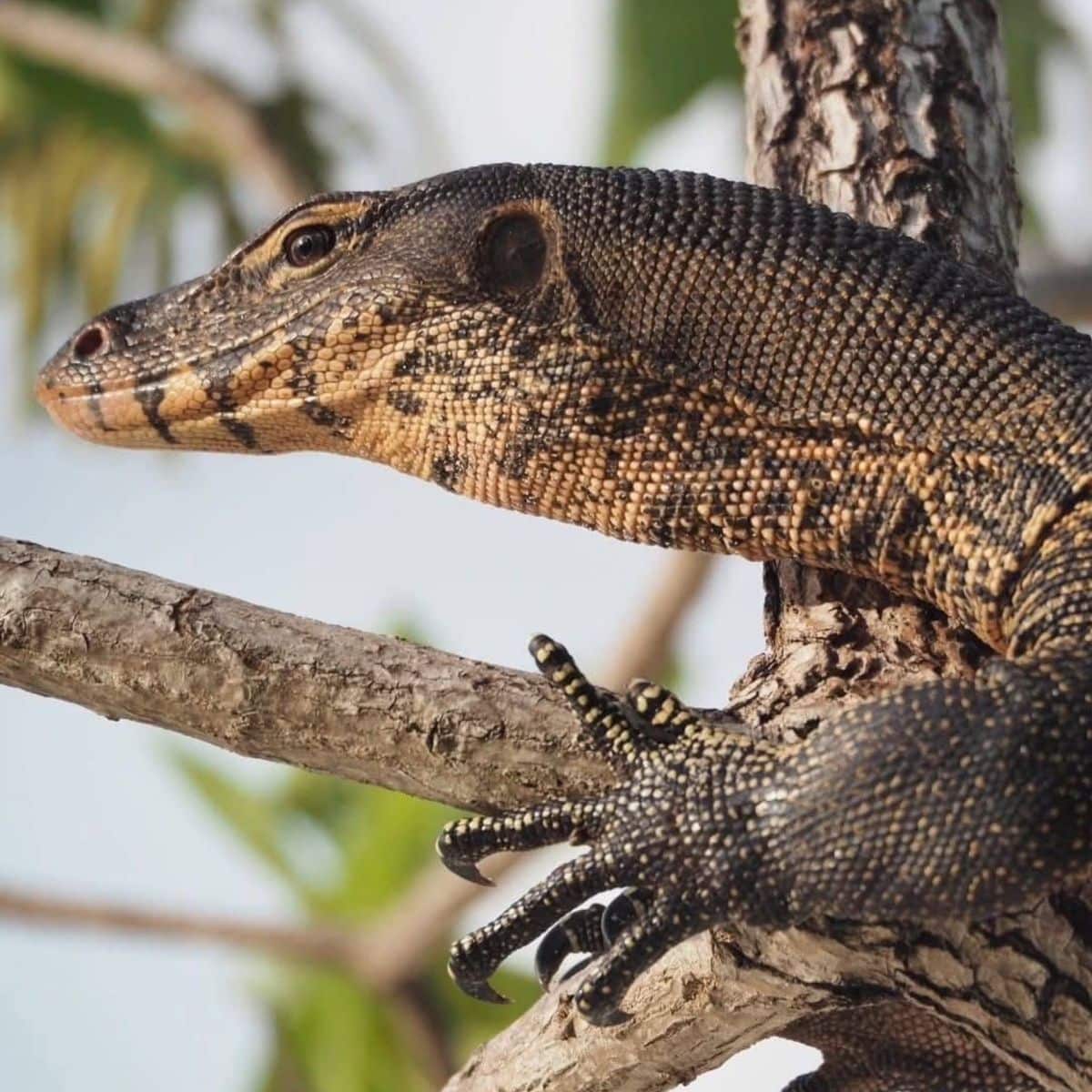 Таиланд будет продавать водяных ящеров для разведения по 500 бат за каждого