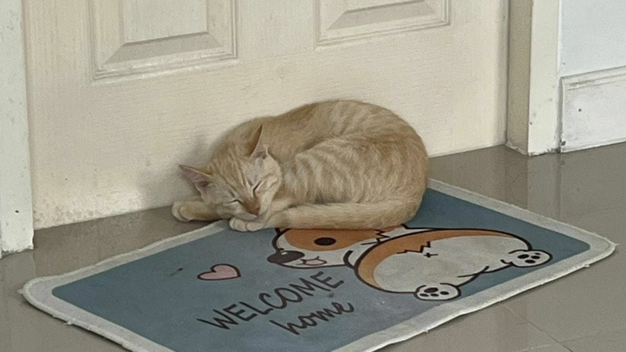 Таиландская женщина ищет справедливости после того, как сборщик мусора приготовил ее домашнего кота